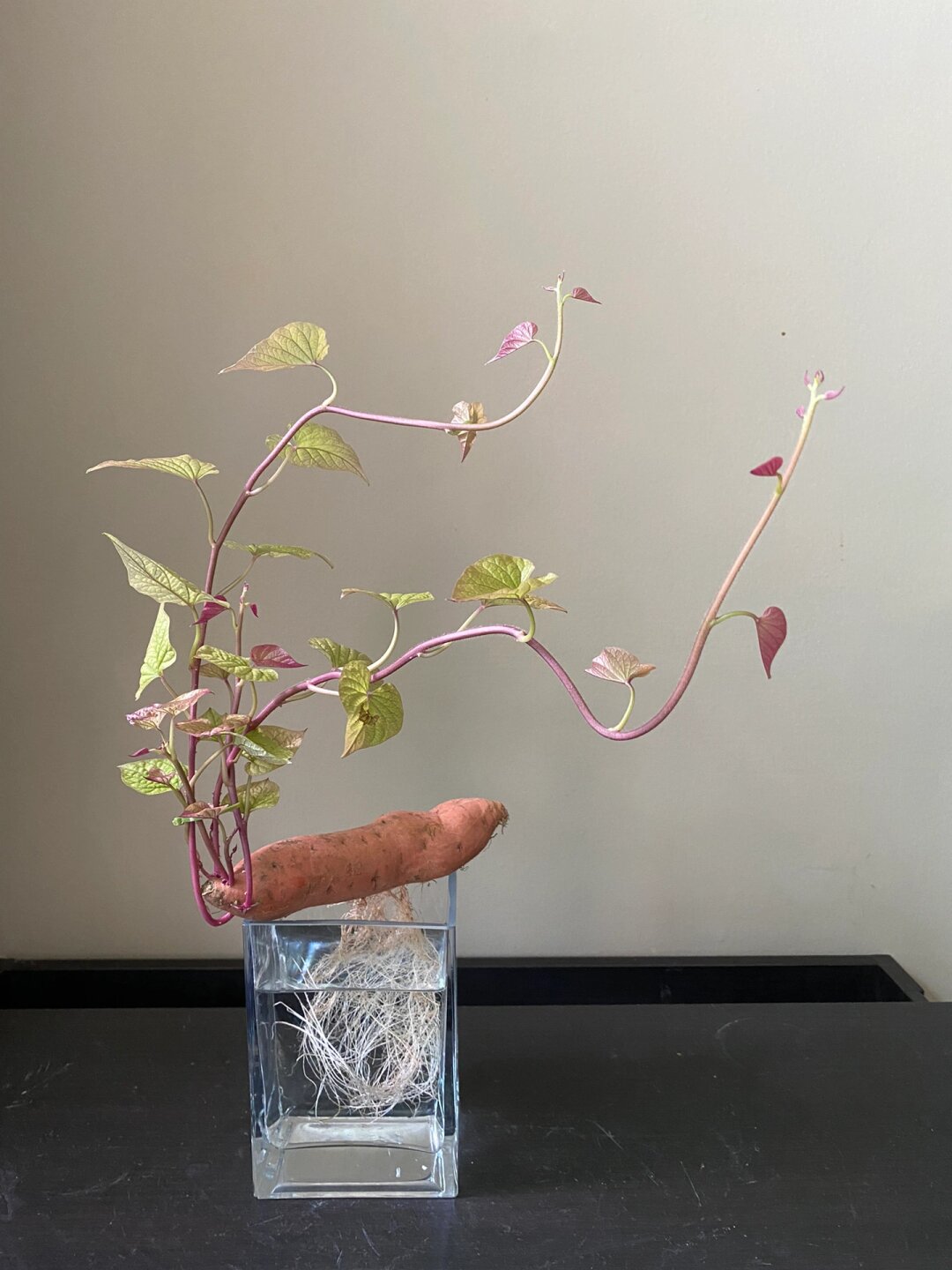 水培红薯小秘诀🍠🌱

身为园艺师，我总喜欢尝试各种有趣的种植方式，其中水培红