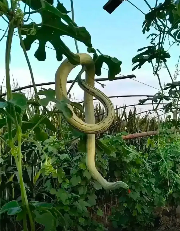 这是什么蛇？被咬了能治好吗