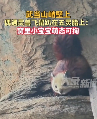 11月28日，武当山出现了一种红色巨鼠，据当地人所说，这种生物在他们看来就是灵兽