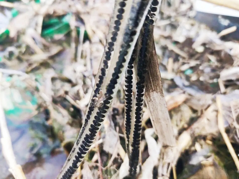 小河野钓时，岸边发现的，还不少，这时啥东西？