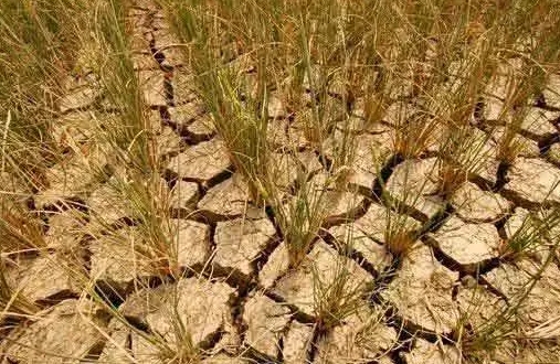 河南和山东是我国冬小麦的主要产区，这些地区的持续干旱导致土壤水分极度不足，

冬
