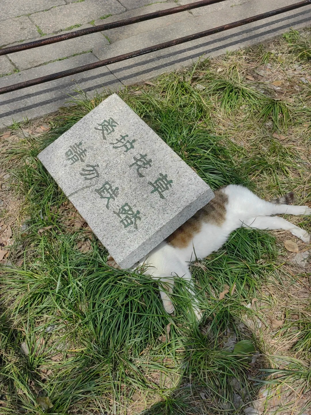 真会找地方
猫猫第二弹