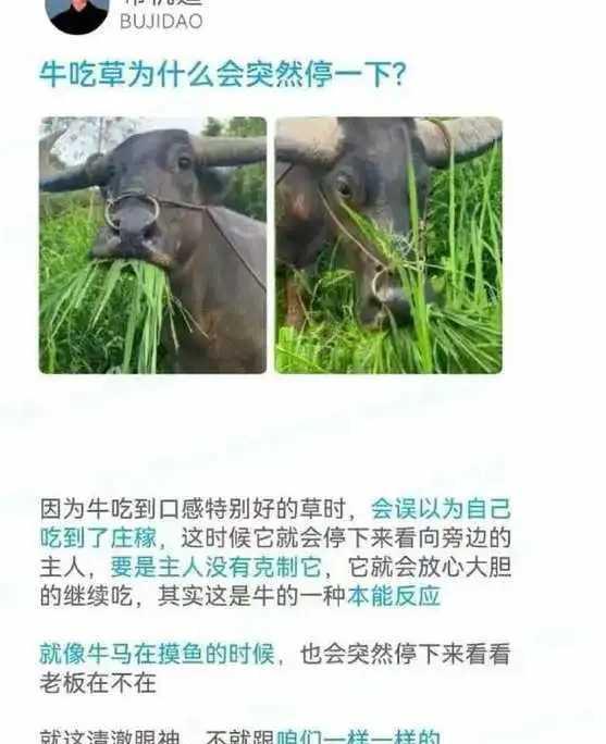 以前喂过牛，这还真是，原来是这个原因。
