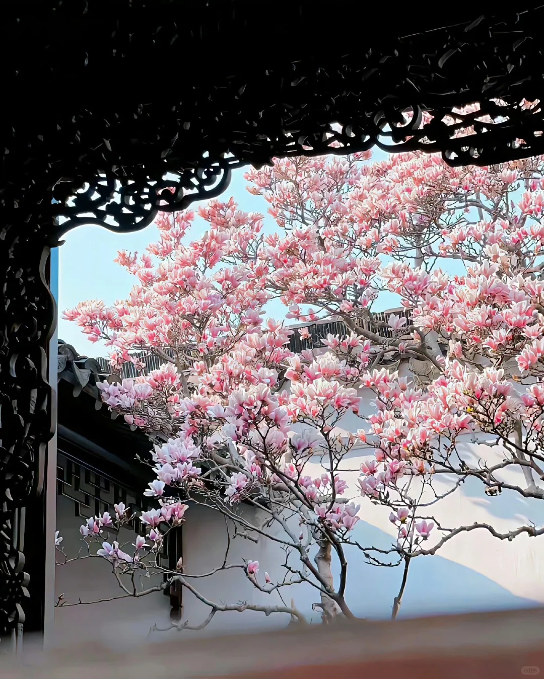 玉兰花的花语是“友谊长存”🌿