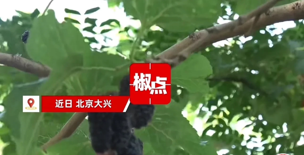 北京，男子见路边有桑葚树，于是便尝了一下，觉得味道还不错就采摘了起来，可是没一会