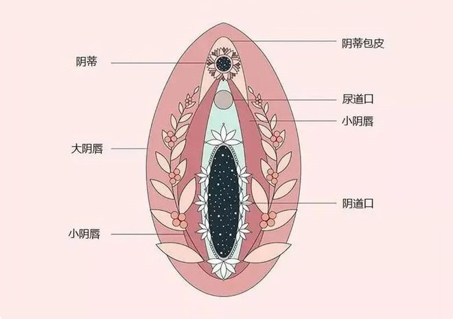 私密科普| 解析阴蒂美学及阴蒂整形 整形医生杨小静