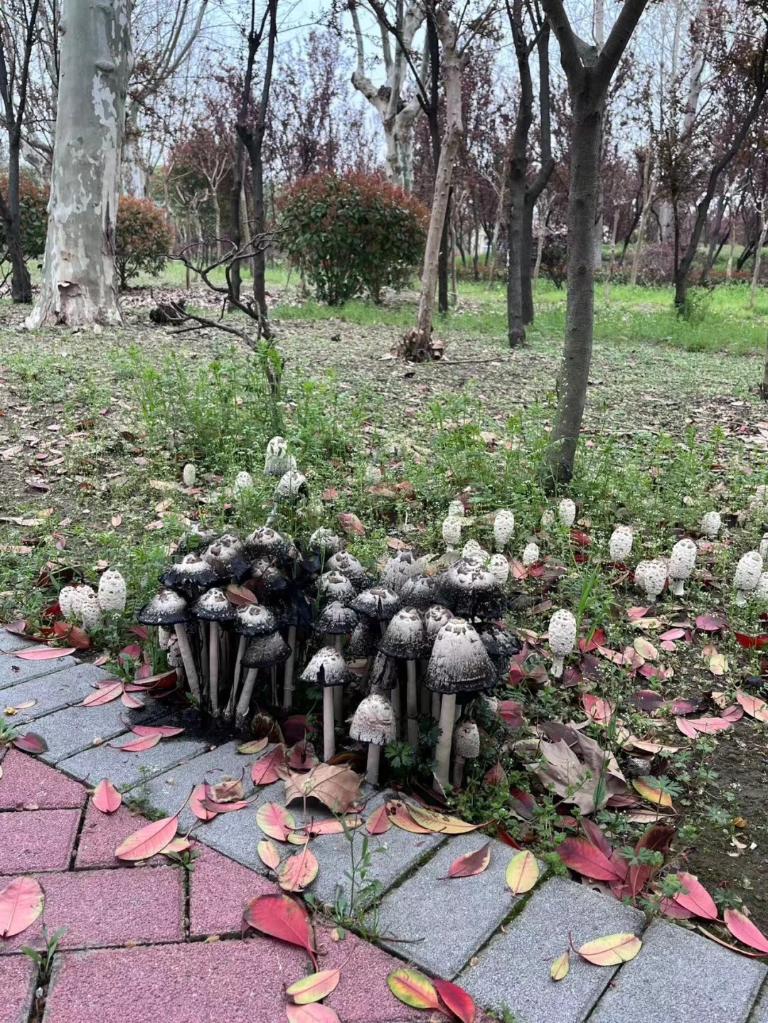 这个蘑菇能吃吗？
后续：采了满满一袋没开伞变黑的 今晚吃了告诉大家什么味道
后续