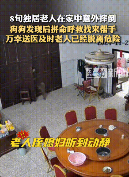 这是一条护主神犬！84岁独居老人在家摔倒，小狗急得四处狂叫，却无能为力！不料，随