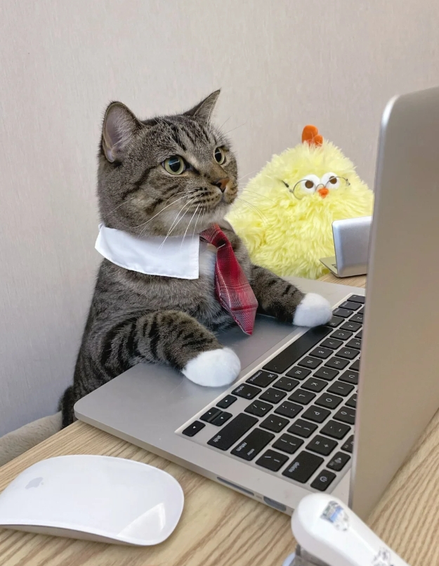 我家猫这气质能去应聘个主管吗？