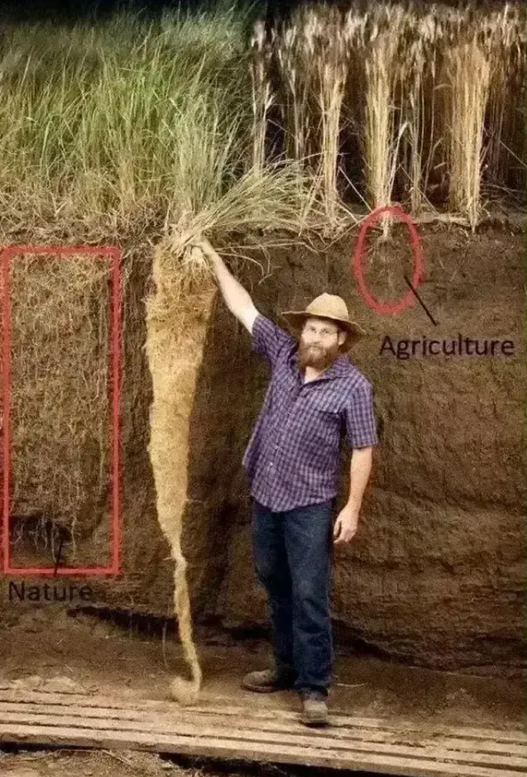 沙漠植物防沙原因。