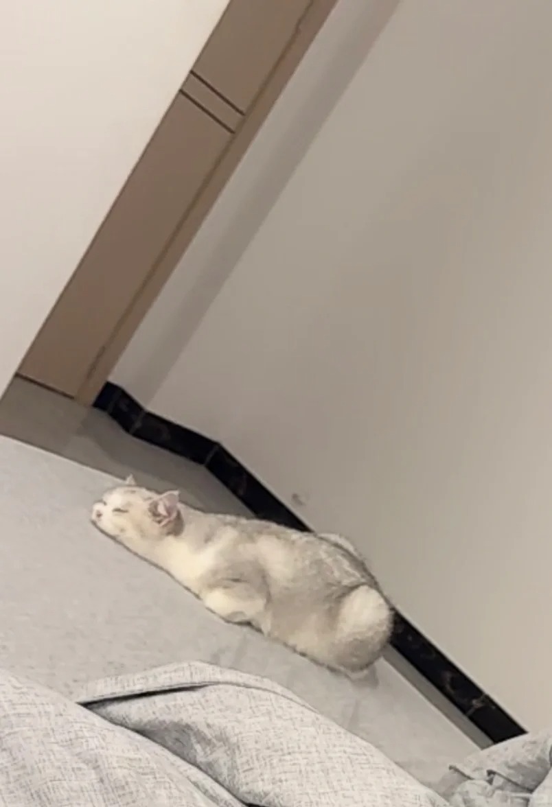 银渐层都这么睡？
小猫咪这睡姿可爱鼠咯
