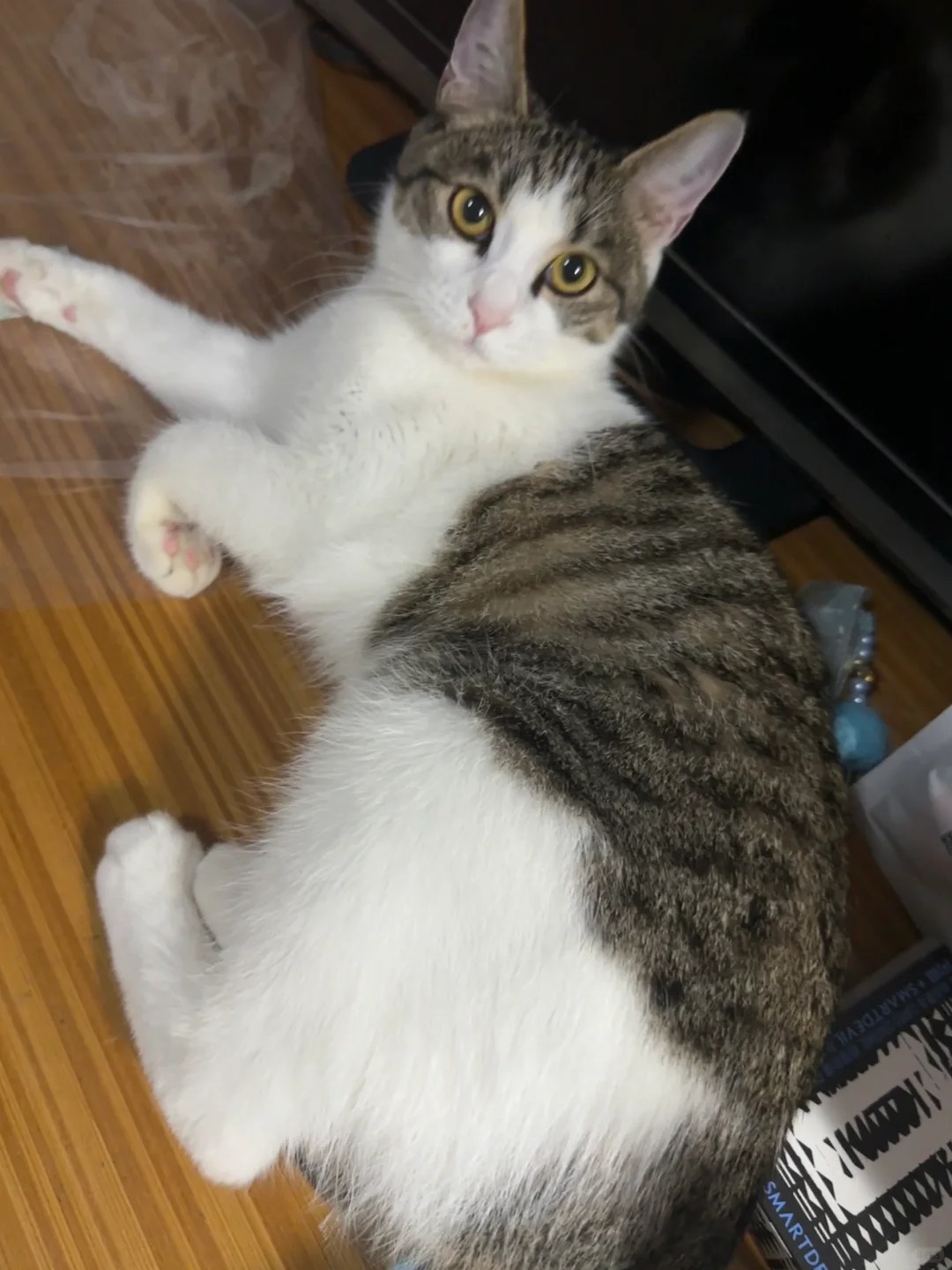 🐱：本猫比照片还可爱 ʕ ᵔᴥᵔ ʔ