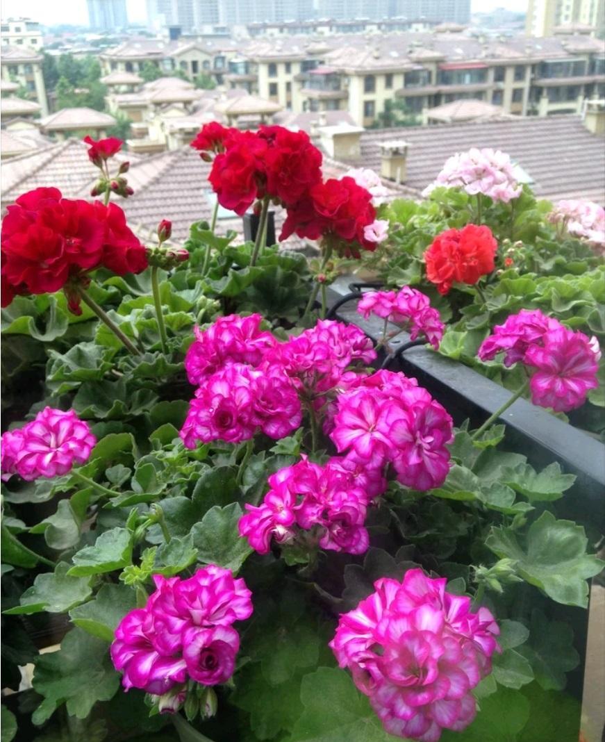 






春已至，现在正是适合养花的季节。给大家推荐一种非常优秀的阳台盆栽植