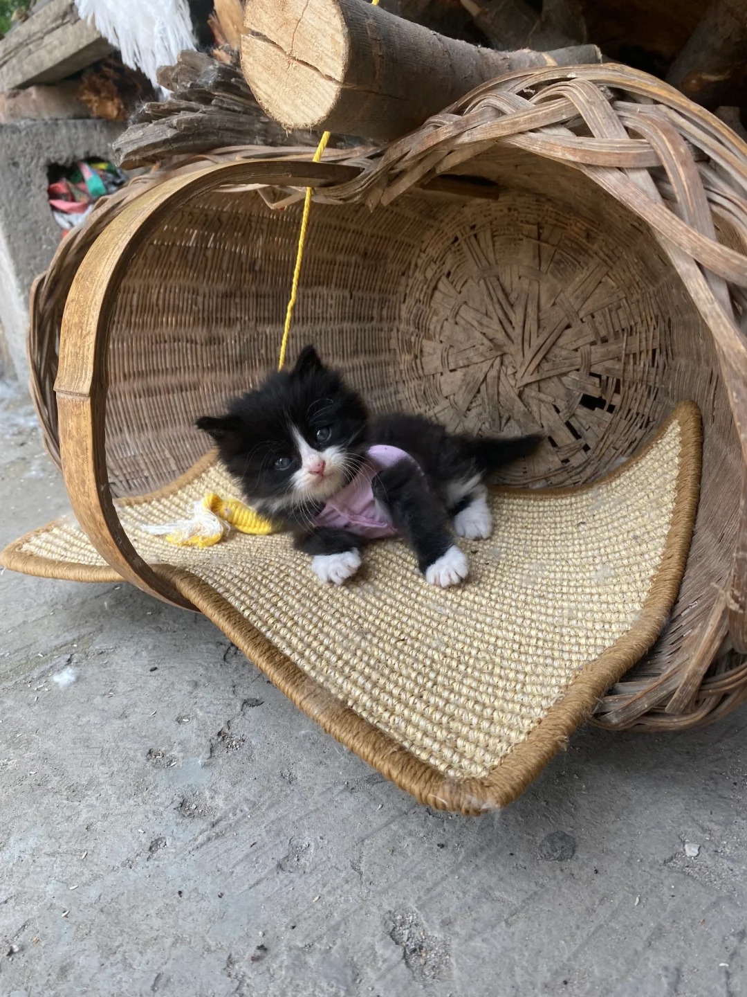 斯是陋室，惟吾德馨
被捡到时：芜湖俺要住进大房子啦
被捡到后：真是陋室，太陋了