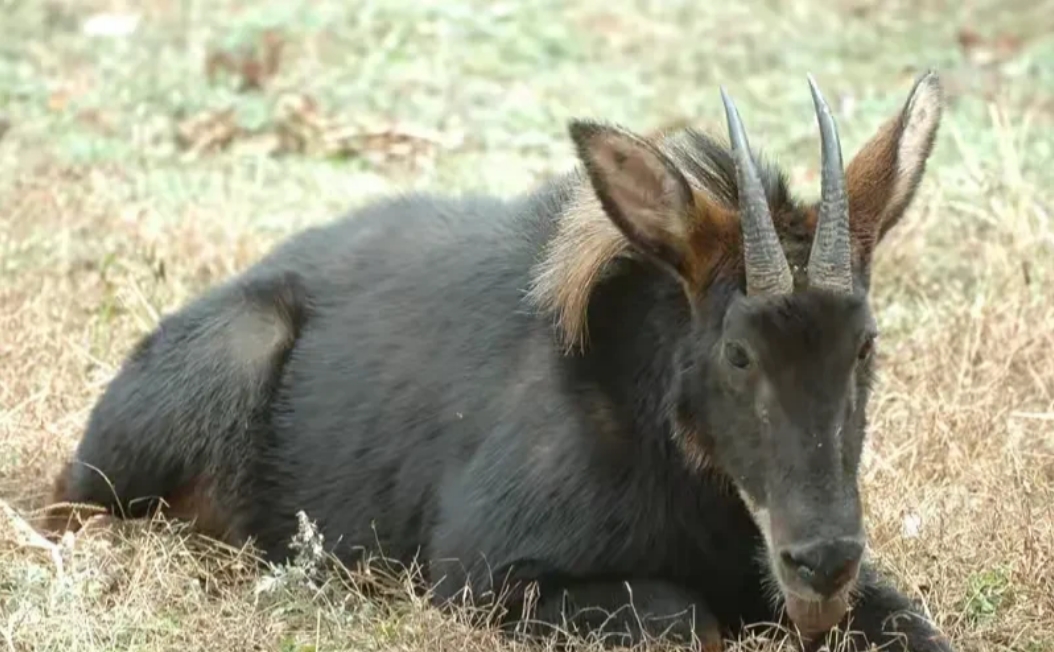 “太冤枉？”福建龙岩，3个农民发现，一只羊淹死在水沟里，便打捞上来，拉回家分割卖