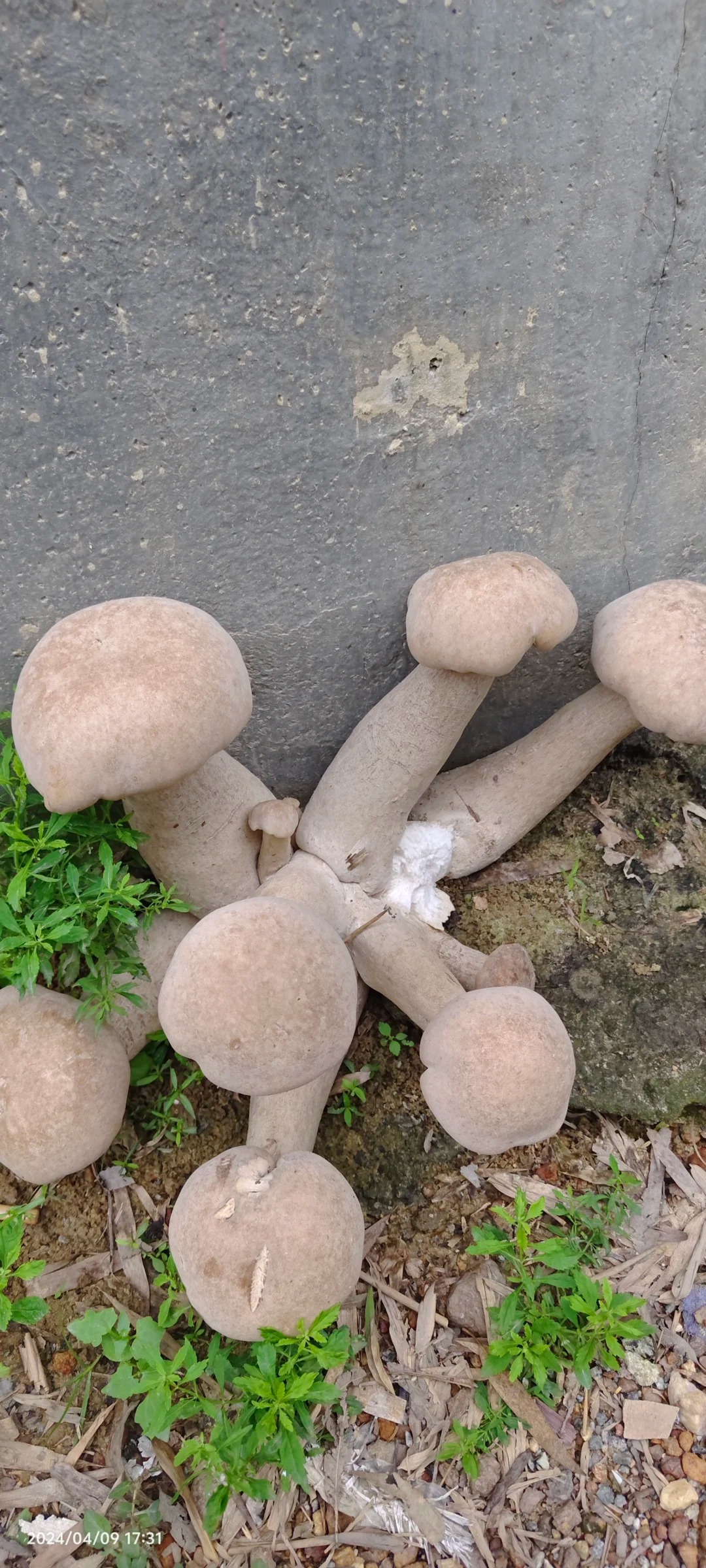 野生的蘑菇你敢吃吗
这是什么蘑菇？