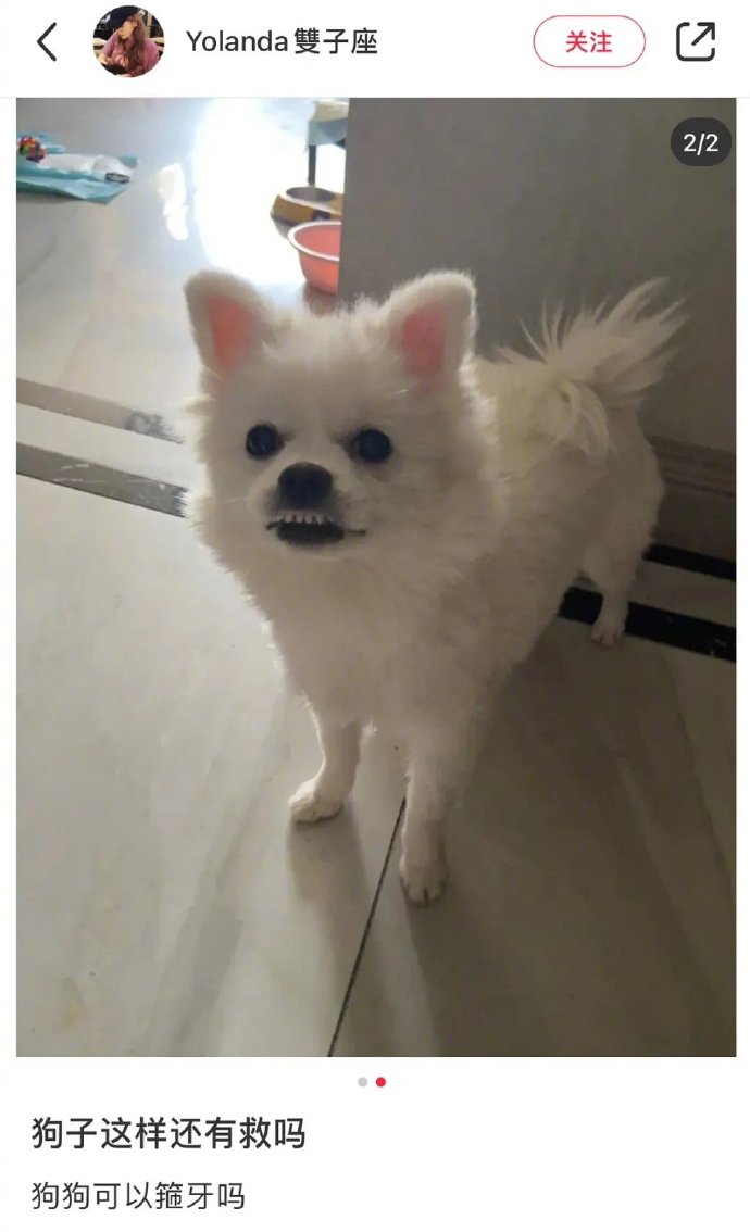 狗狗可以箍牙吗