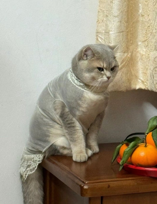 妈妈现做的防掉毛神器 