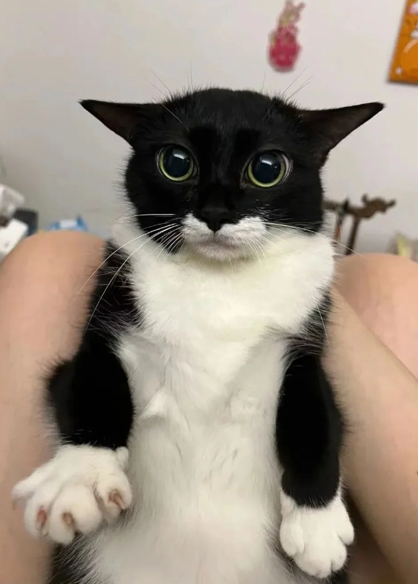 养奶牛猫算是小众赛道吗？感觉奶少牛多的都很神经。