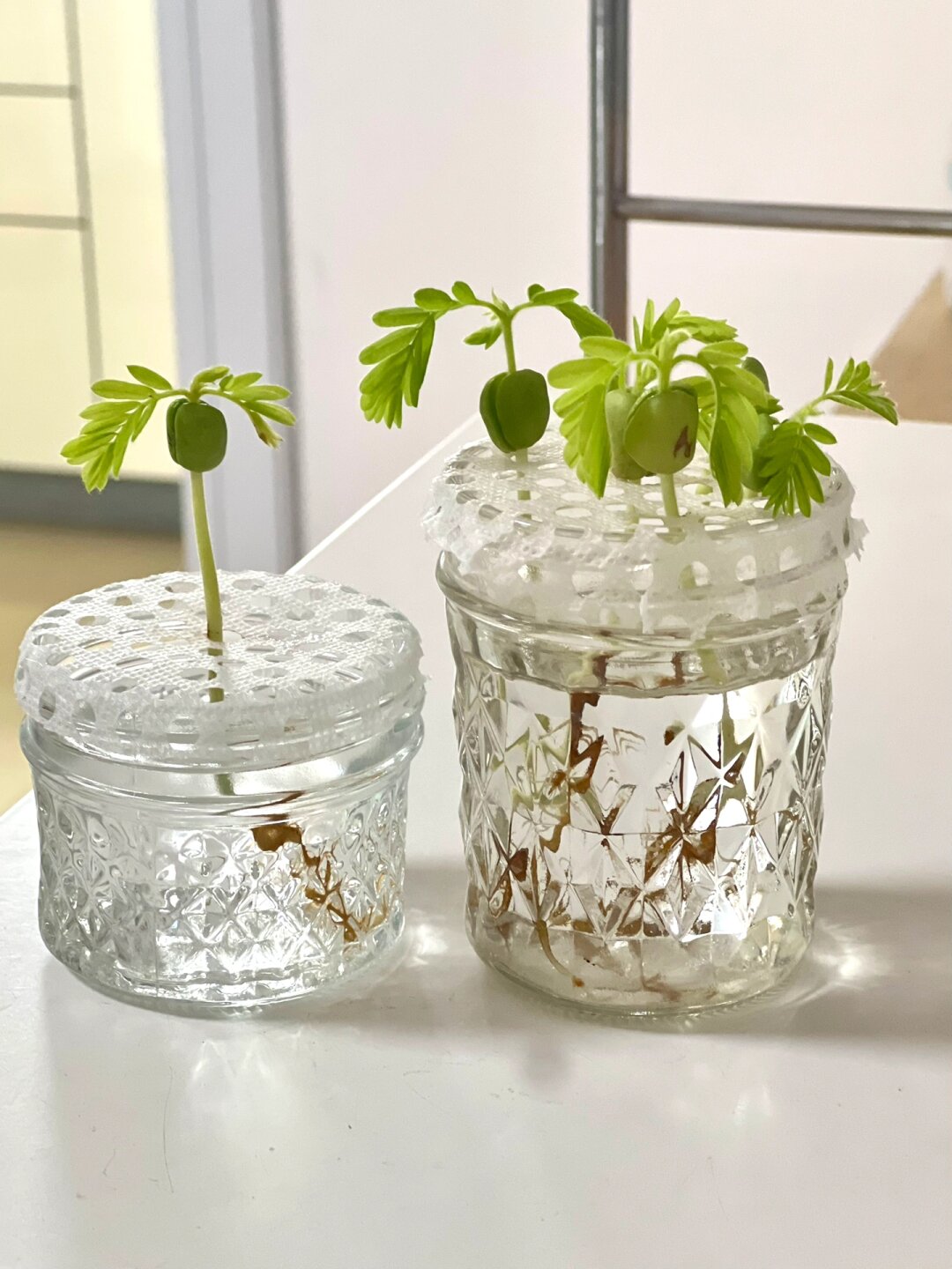 水培酸角初体验：与生命的亲密接触🌱

💧 透明玻璃瓶中，一粒酸角种子静静地躺