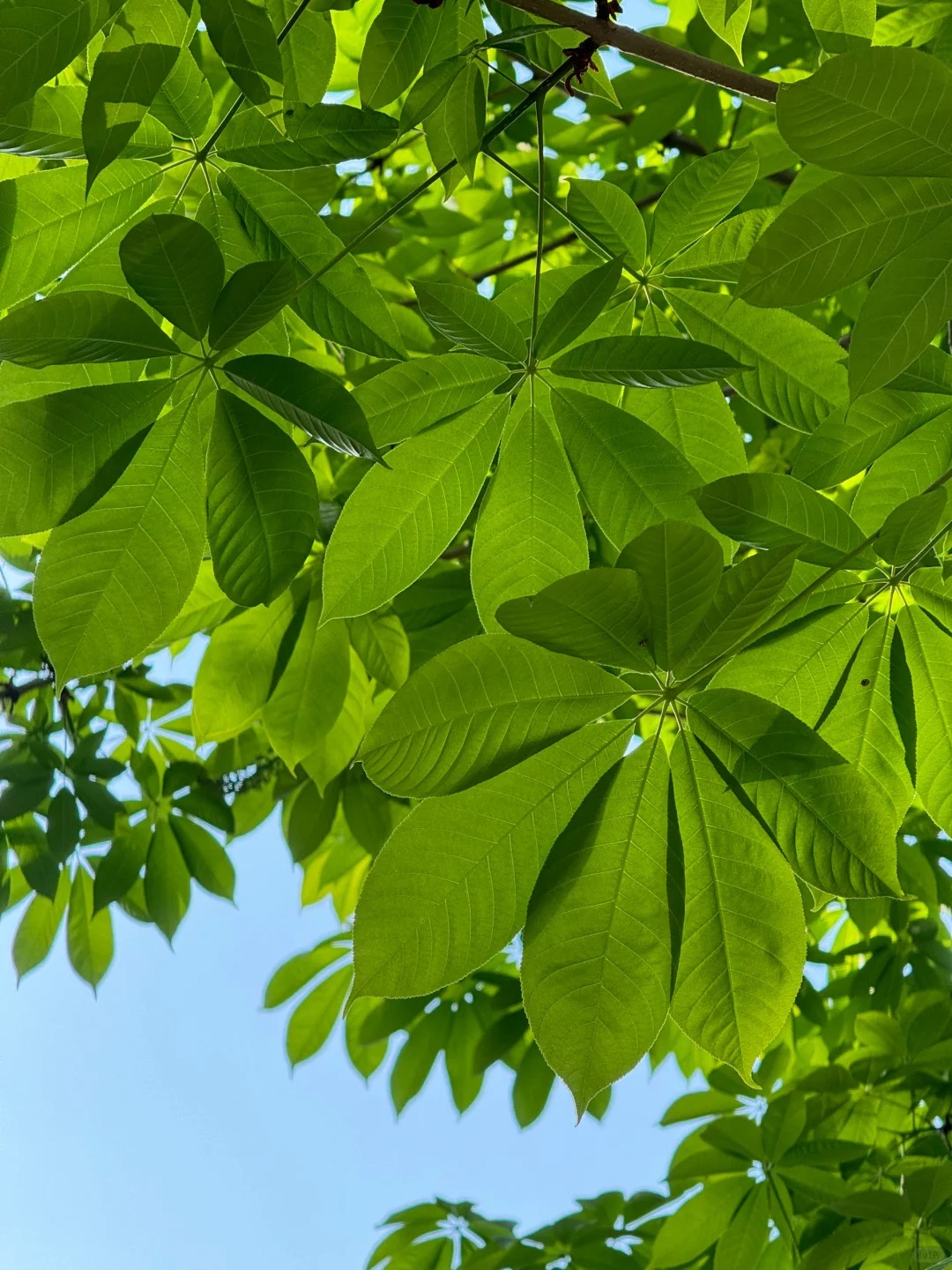 爱死苹果的长焦了