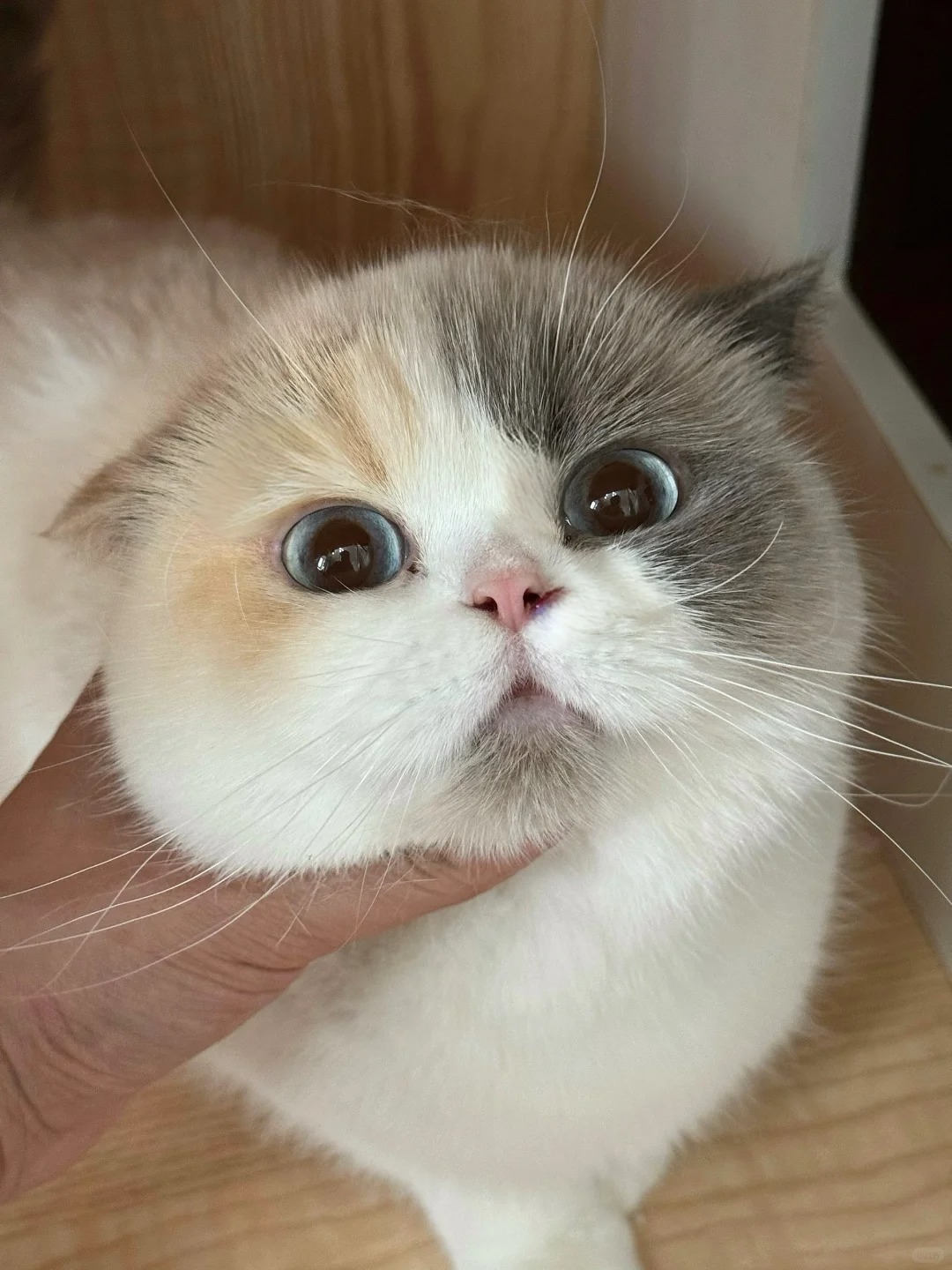 捏住一只小可爱