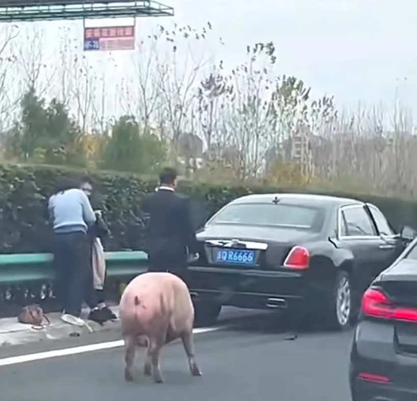 除了二师兄，其他都是悟空。