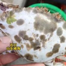 近日，在山东威海，经营海鲜店的杜先生惊奇地发现，他从渔船上收购的螃蟹中竟然有一只