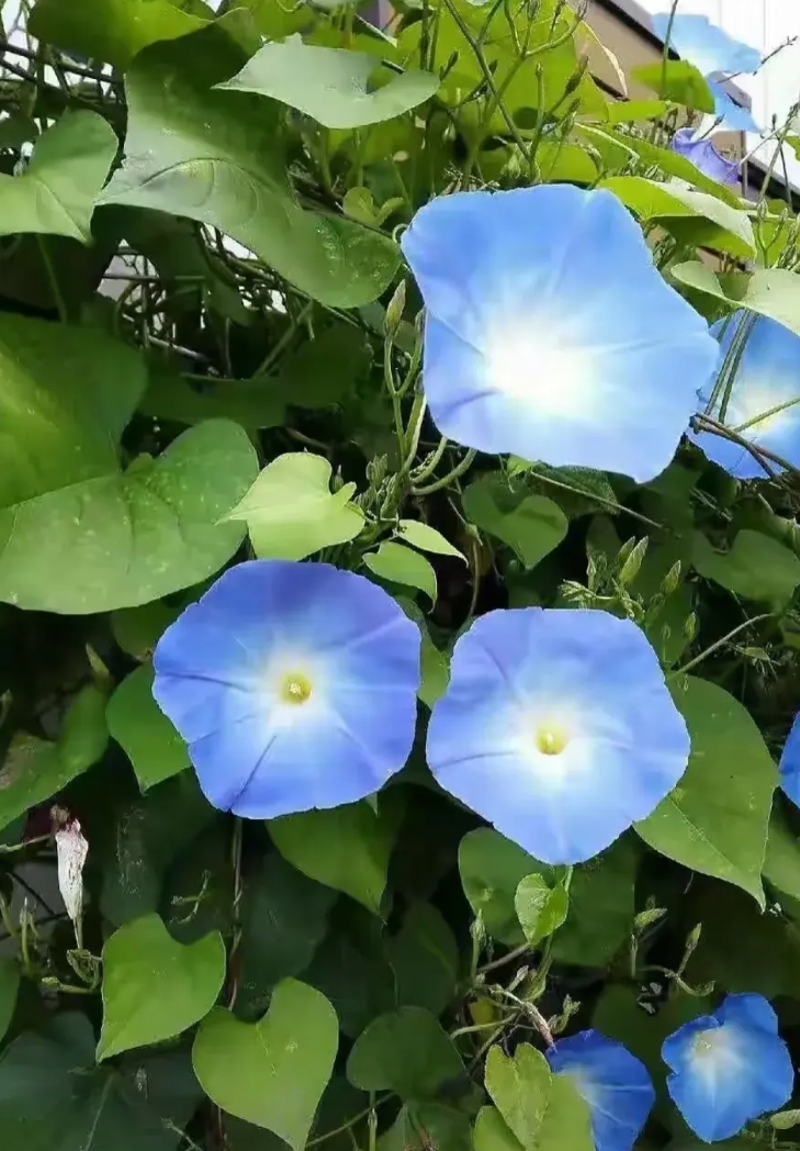 在我们学校，我最敬佩的是吴老师。

她已经在学校工作了27年，并且在八年前就荣获