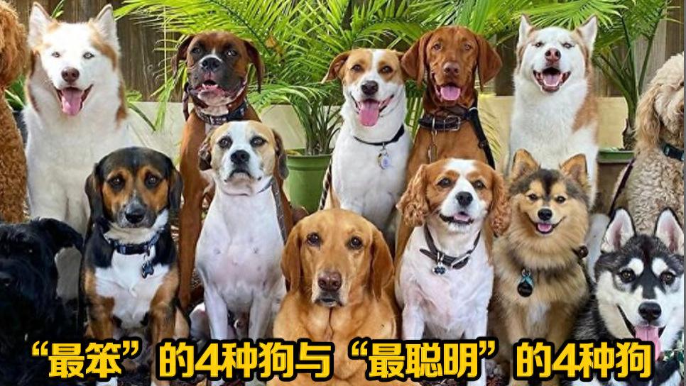 狗界“最笨”的4种狗与“最聪明”的4种狗：你养了什么狗？