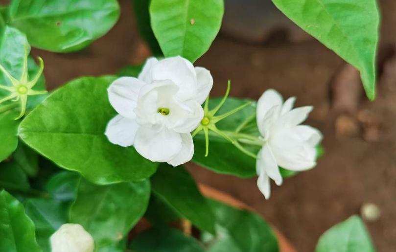 
夏天是茉莉开花的季节,茉莉花的香味最令人难忘,那是一种清澈的香,芬芳久远,质朴