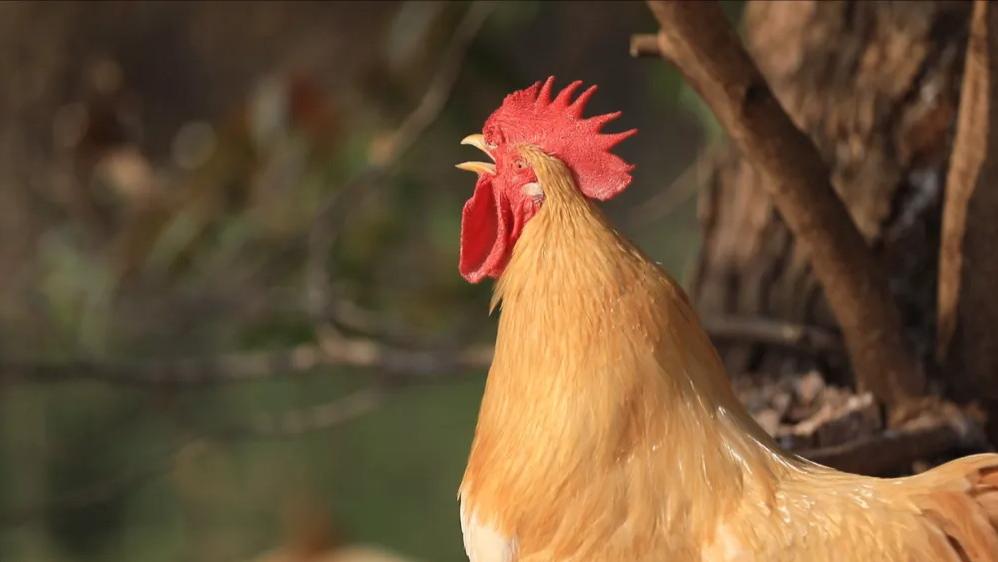 容县霞烟鸡，承载着百年历史的名优特产！