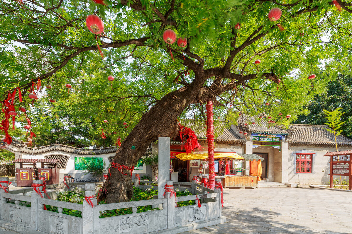 俗话说，“门前有槐，升官发财。”