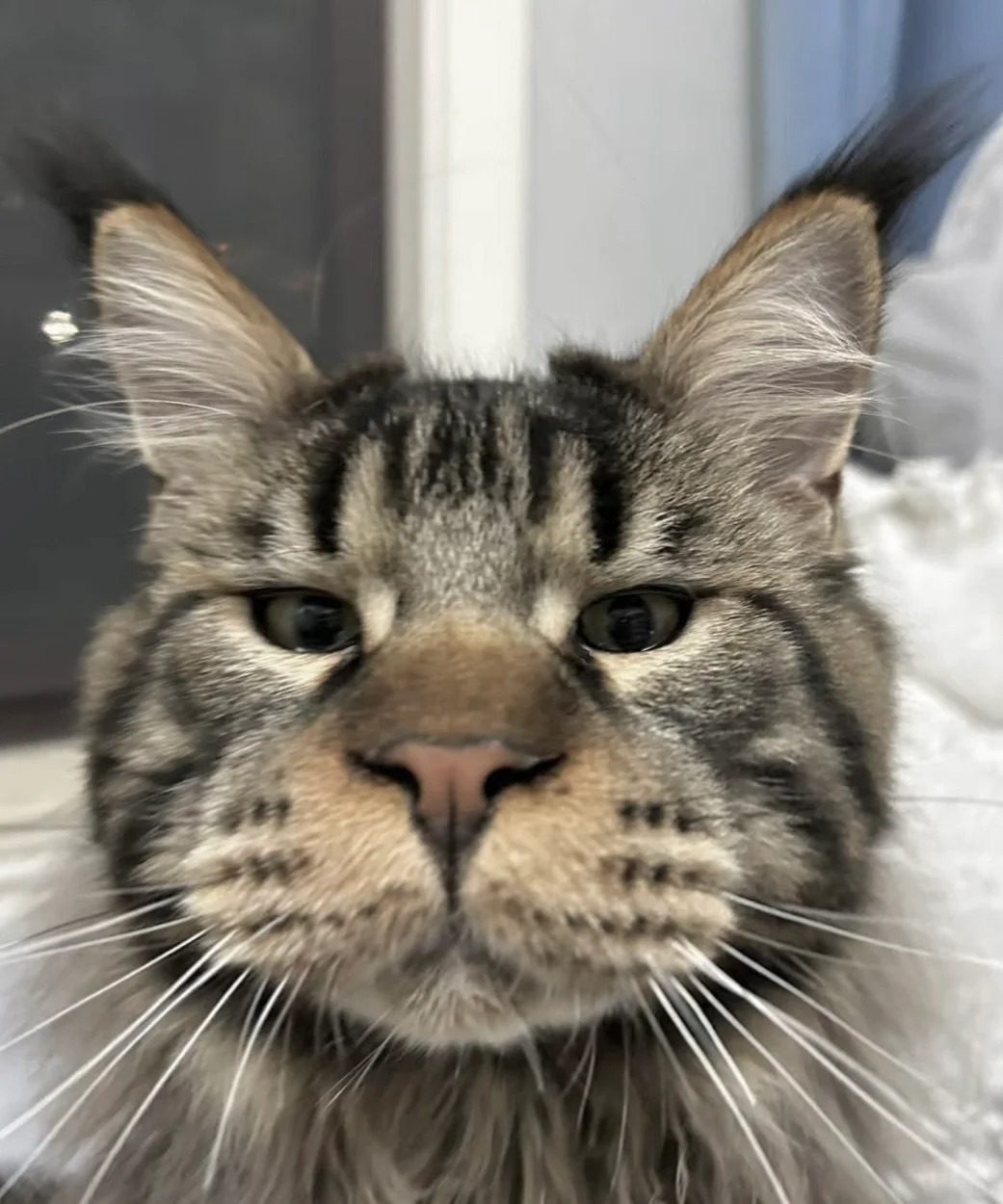 为什么会有小猫会跟玩偶长的一摸一样哇
昨天晚上被麻麻揍了
为什么？
因为我拉屎不