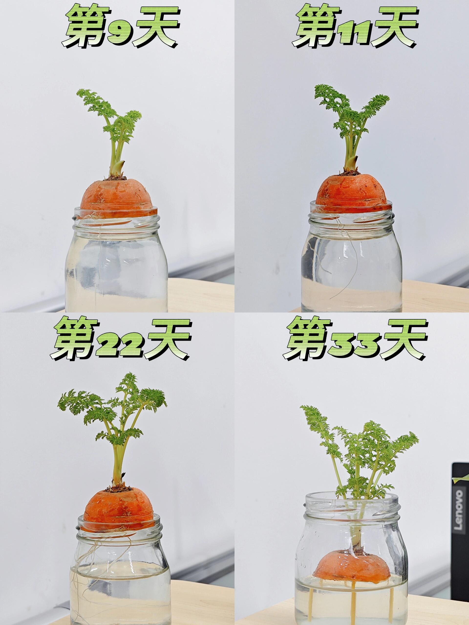 	水培萝卜小记🌱