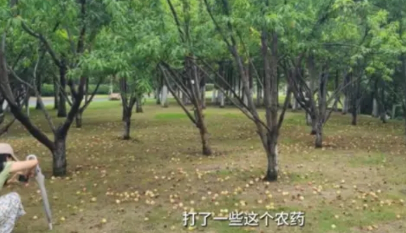 四川绵阳，大妈偷摘邻居几个桃子，邻居赶紧广播喊话，称桃子是刚打过药的观赏桃不能吃