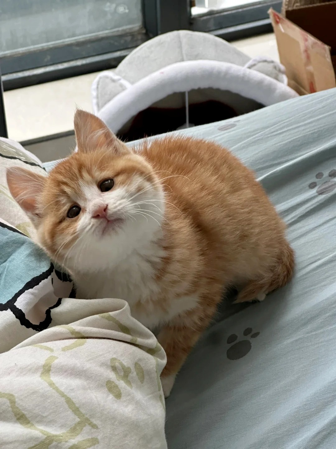 一人说一条养橘猫的坏处来劝退我
想养橘猫的心情达到了顶峰，橘猫真的好机灵可爱，好
