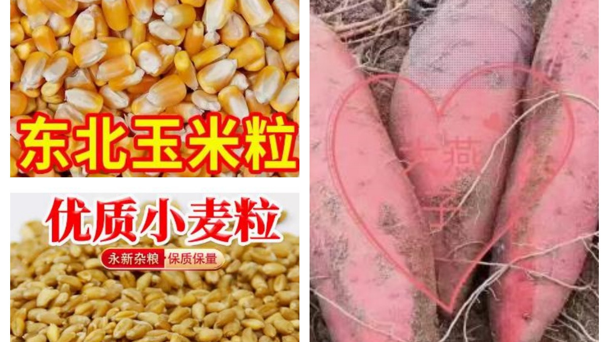 超强鲤鱼发酵窝料DIY制作