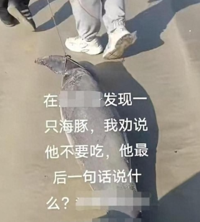 胆子真大！广东惠东，因洋流等因素，一条江豚搁浅在平海镇的沙滩上，几名游客看到，准