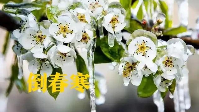 1月17号入四九，老人说“最怕四九天暖”，四九天暖和有啥预兆？