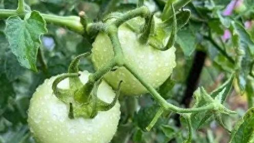 磷酸二氢钾+食醋+红糖，高效肥料加完美配比，用来种菜效果非常棒