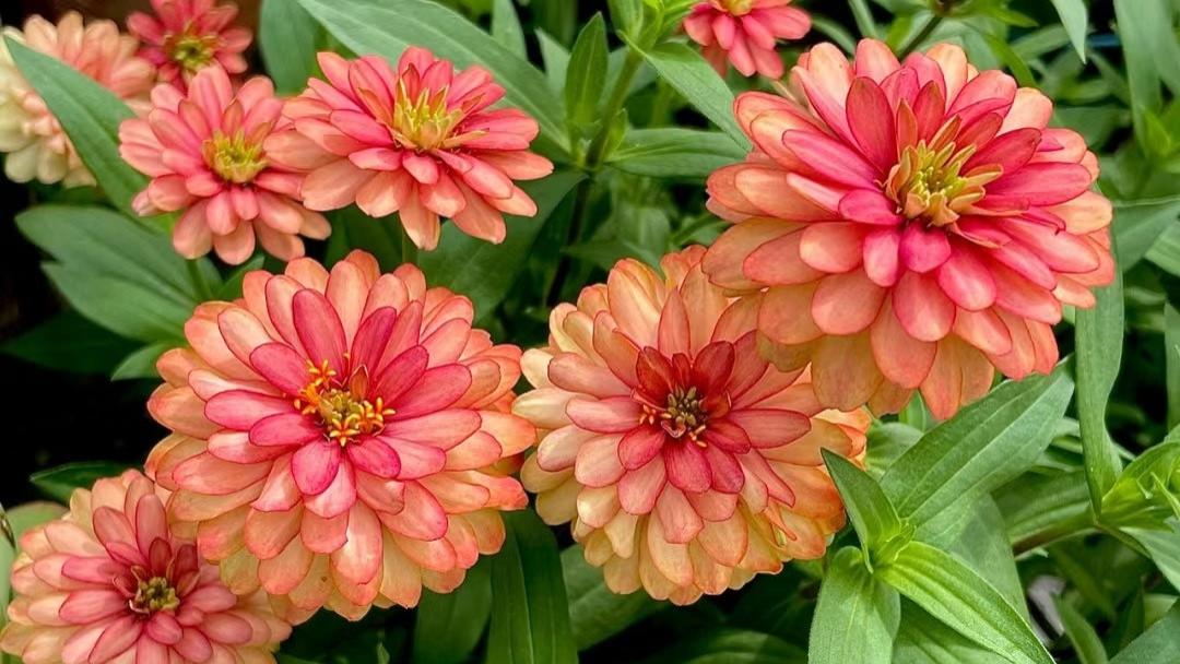 逆袭成功的一种草花，从路边野草，到养花圈的团宠，花友：它值得