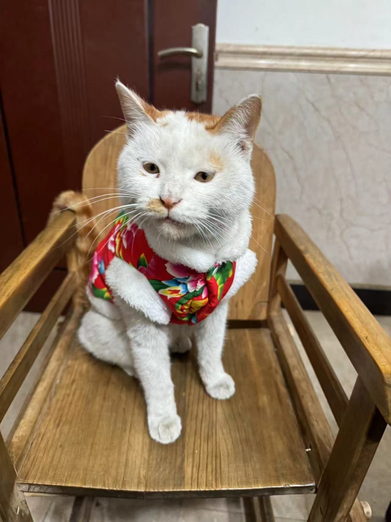 东北猫来了！