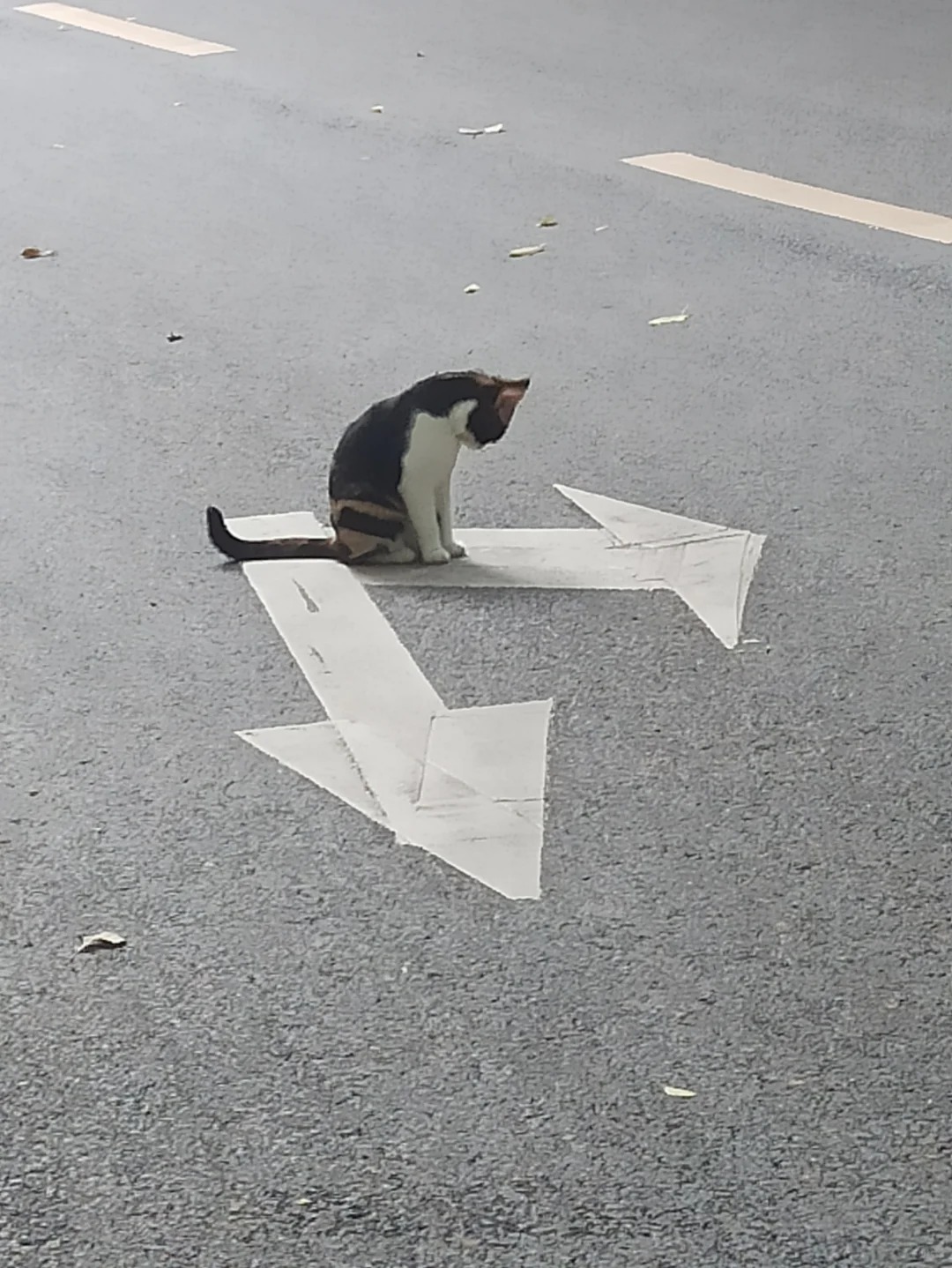 猫猫疑惑
本次航程由小咪为你导航