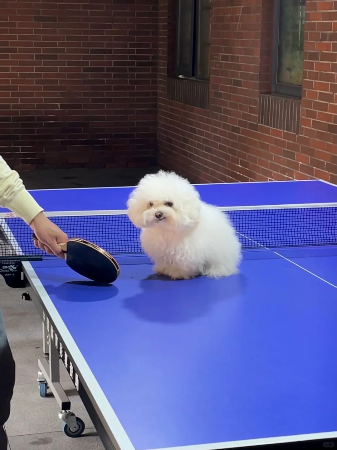 宝宝上场，给乒乓球一点震撼
你震撼到你麻麻啦，宝宝突然对着我歪嘴笑
我：“不管你