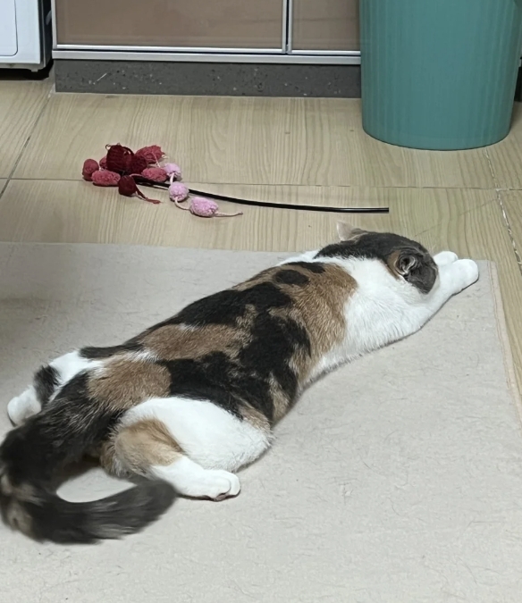 “板鸭小猫”上线了，你家的三花猫也出现这个姿势吗？