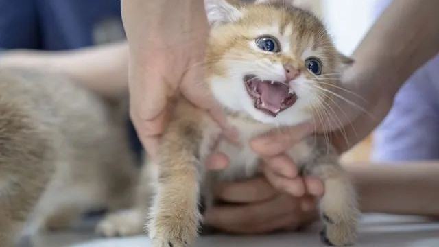 养猫是否要打疫苗？科学解读猫咪疫苗全攻略！