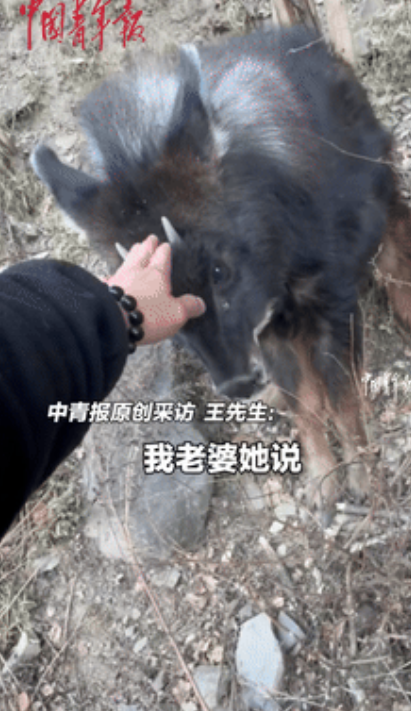 这是真·牢底坐穿兽！女子在野外发现一只“四不像”：像狗、像猪、像鹿又像驴！路人说