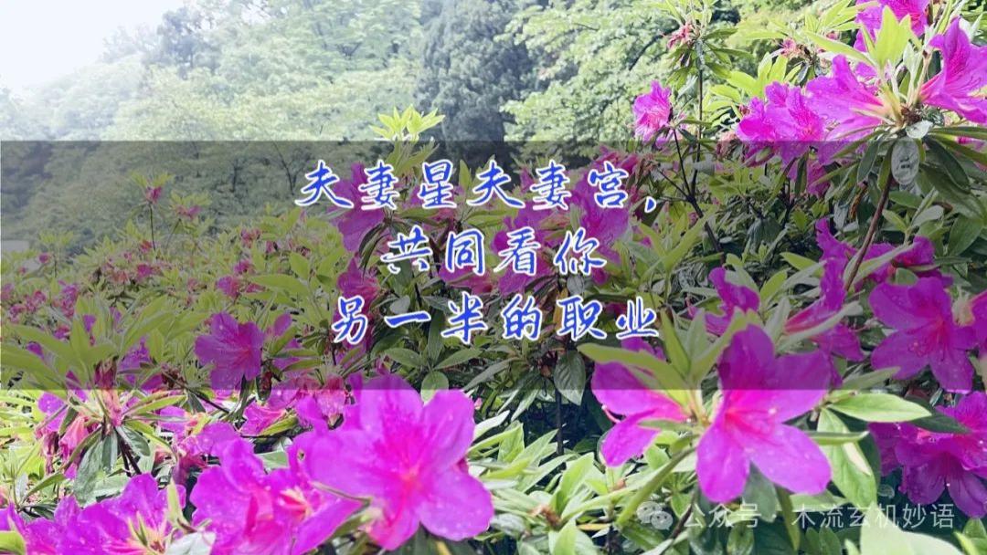 夫妻星夫妻宫，共同看你另一半的职业