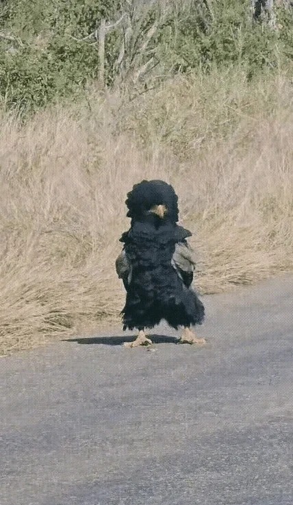 舞蹈生🩰